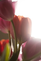 tulips under intense sunlight 