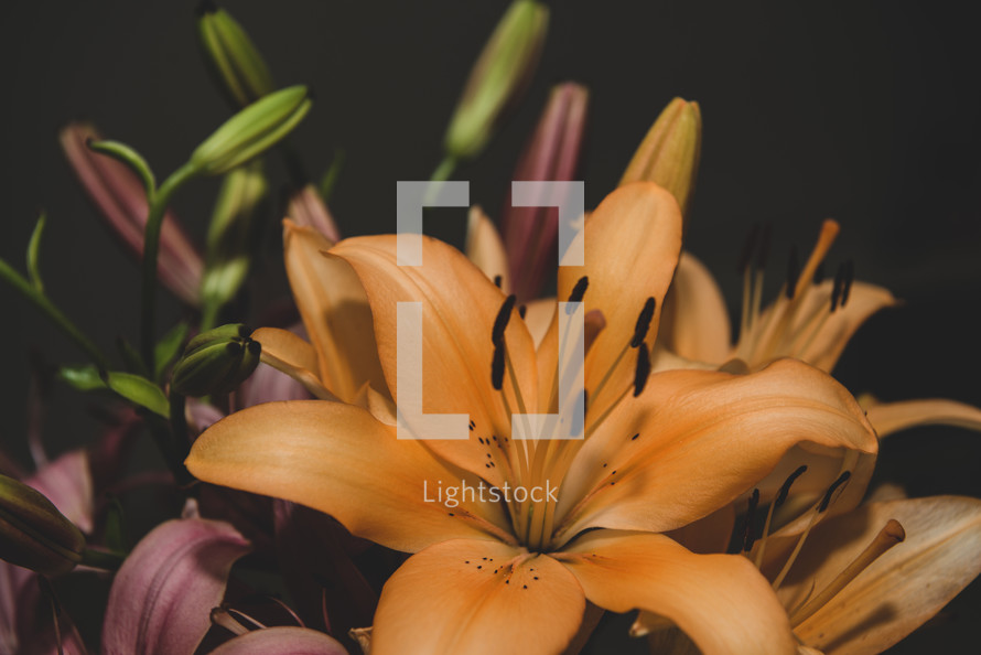 lilies 