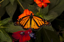monarch butterfly on a flower 