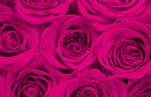 fuchsia roses background 