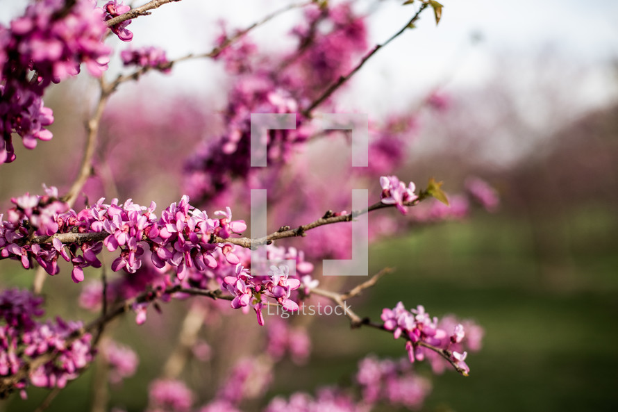 pink spring flowers on branches 