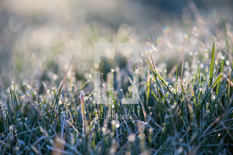 wet frost on grass