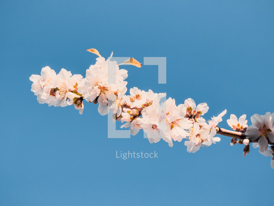 branch with white flowers on blue sky