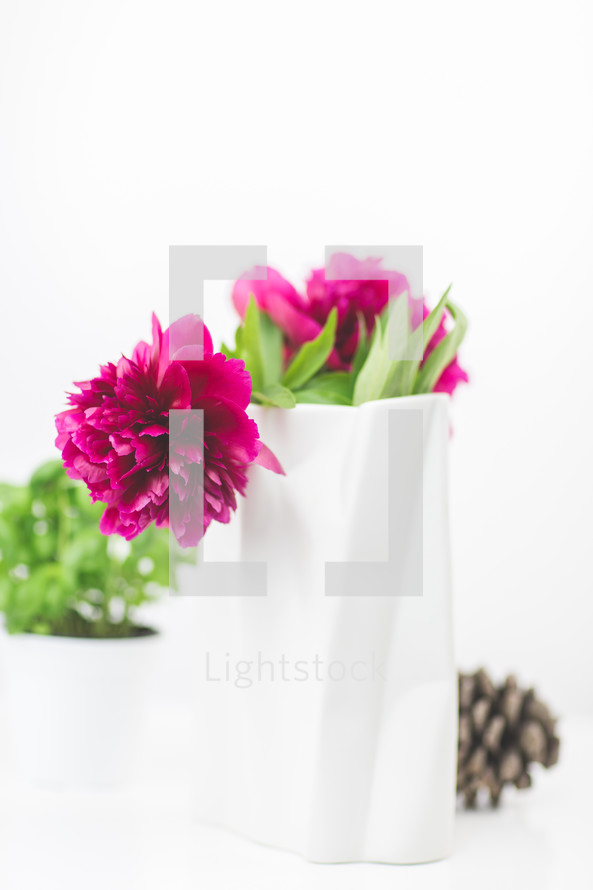 fuchsia flowers in a vase 