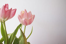 pink tulips 