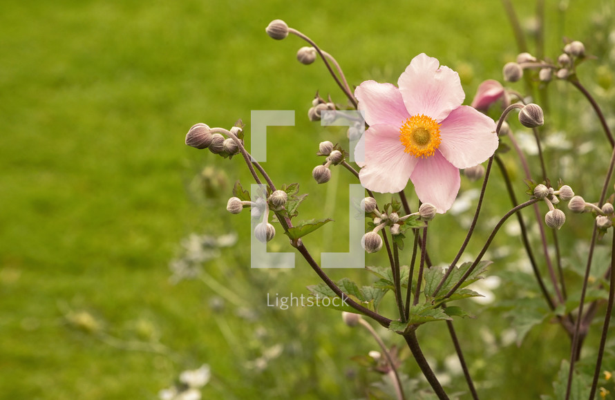 The Pink Japanese Anemone Flower In The Garden