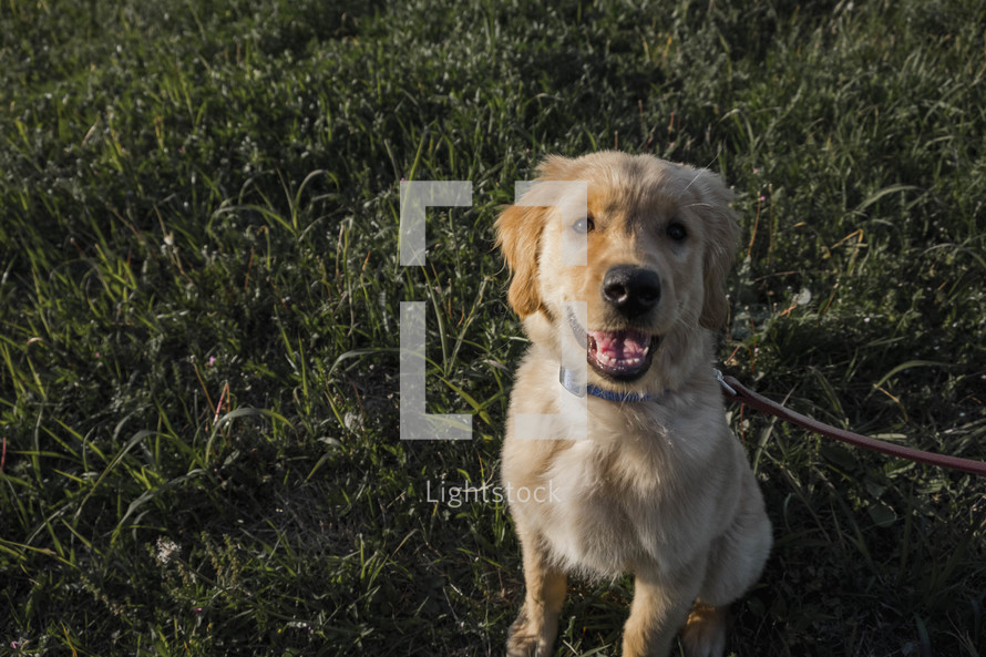 golden retriever puppy on a leash 