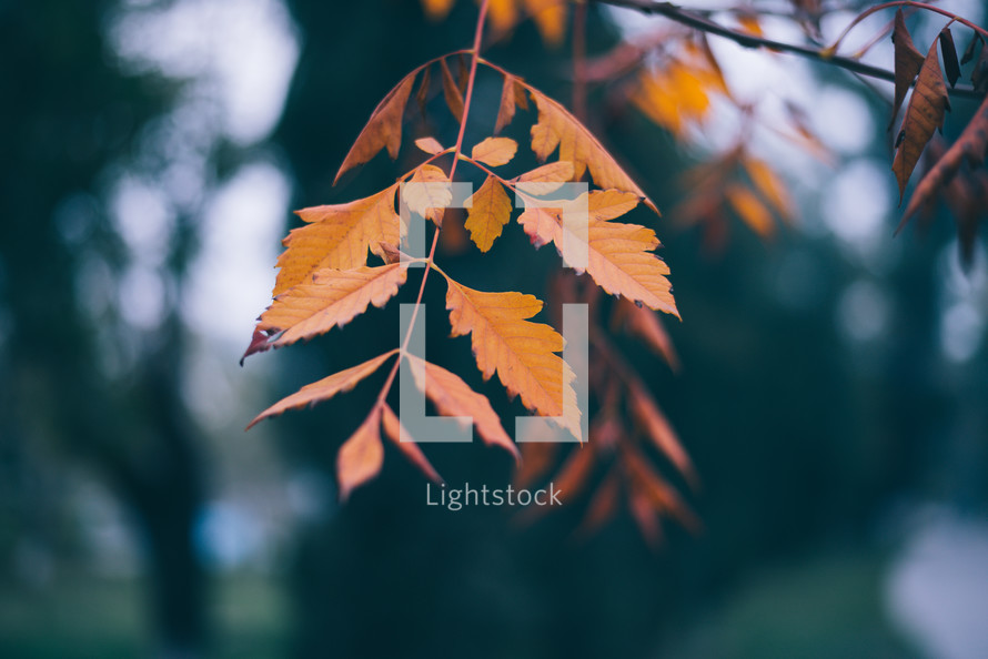 Yellow autumn leaves, Green and yellow leaves, Autumn maple leaves, autumn landscape