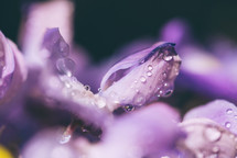 Beautiful purple flower with raindrops