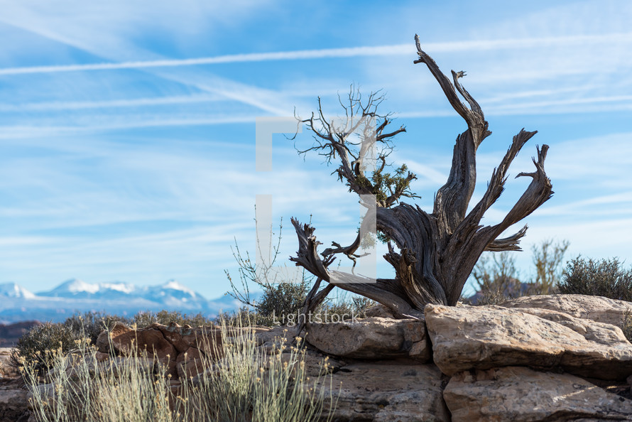 old tree and rock in a barren landscape 