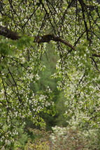 white flowers on a trees 