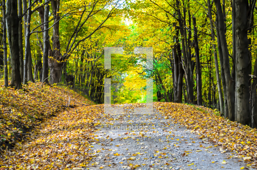 fall leaves on a gravel road 