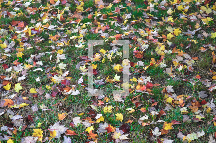 fall leaves on a lawn 