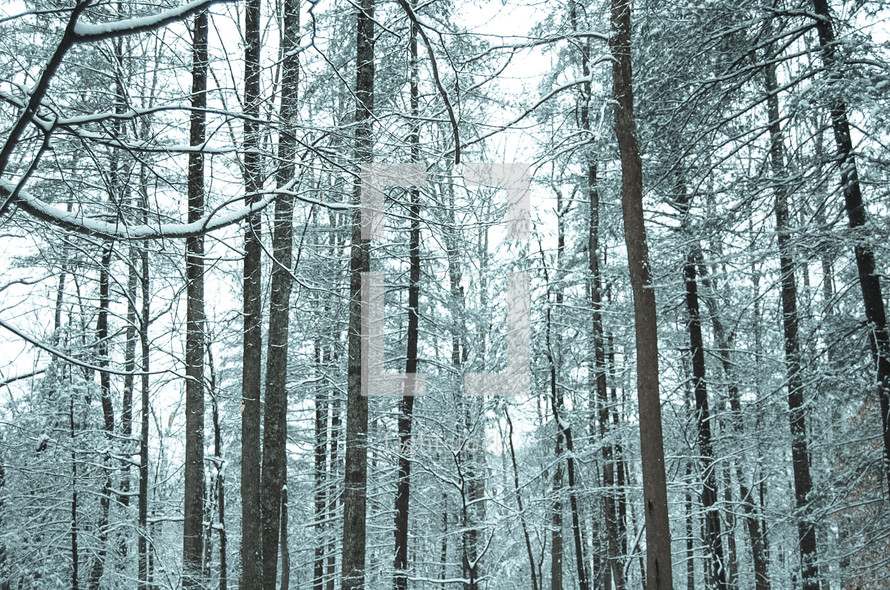winter forest 