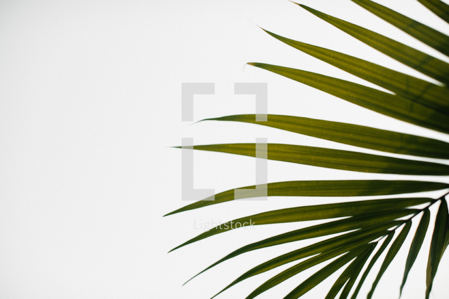 palm frond against a white background 