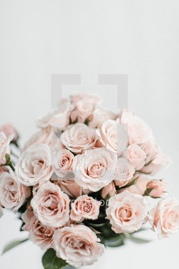 pink roses on a white background 