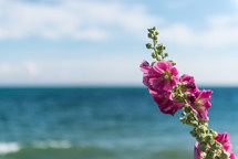 pink flowers and ocean view 