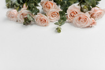 pink roses as a top border 