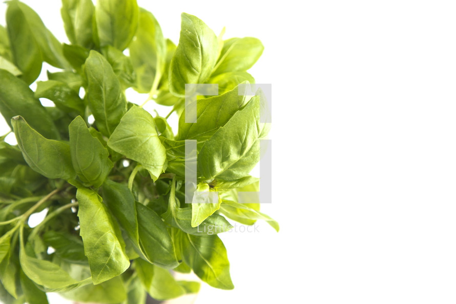 basil plant on a white background 