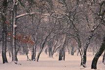 Trees in Winter Time in Macin Mountains, Romania