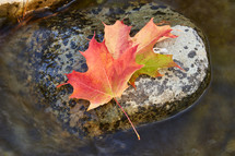 Red leaf on rock in water