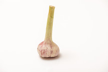 One garlic with a stem on a white isolated background