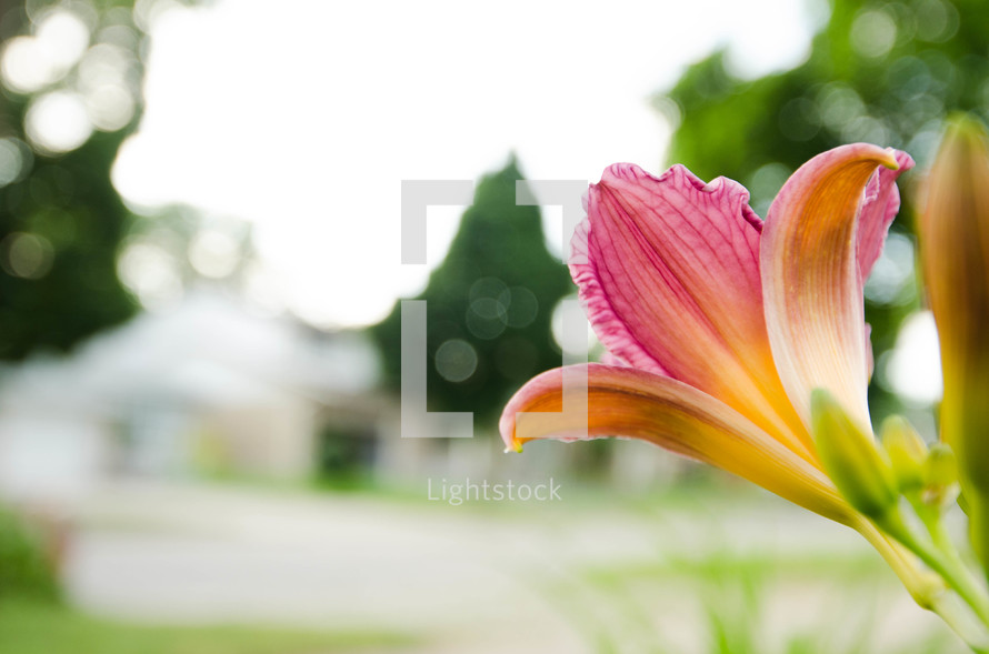 Closeup of a lily.