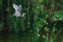 Little Egret (Egretta Garzetta) Flying Above The River in Spring Time