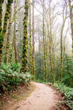 trail through a forest 