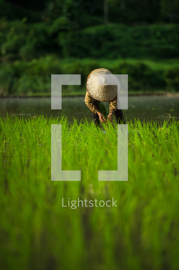 man in a rice field 