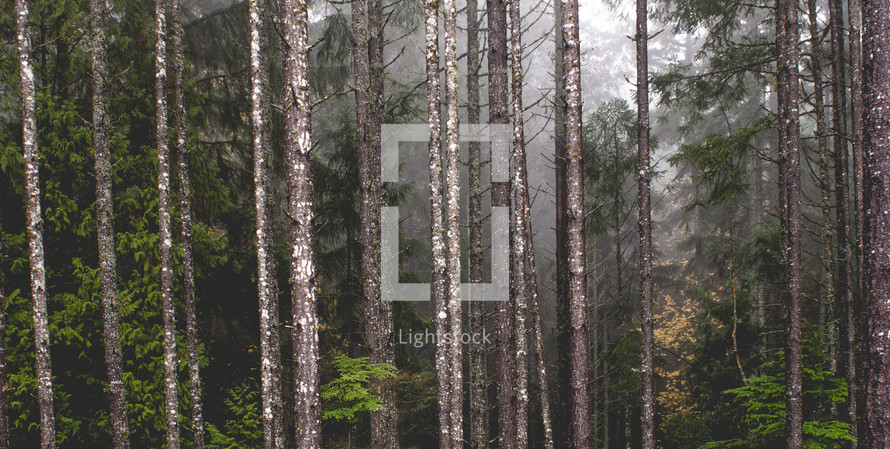 A forest of tall evergreen trees.