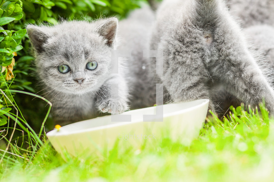Kittens in the grass. 