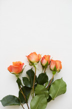 orange roses on a white background 