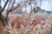 frost on brown vegetation 