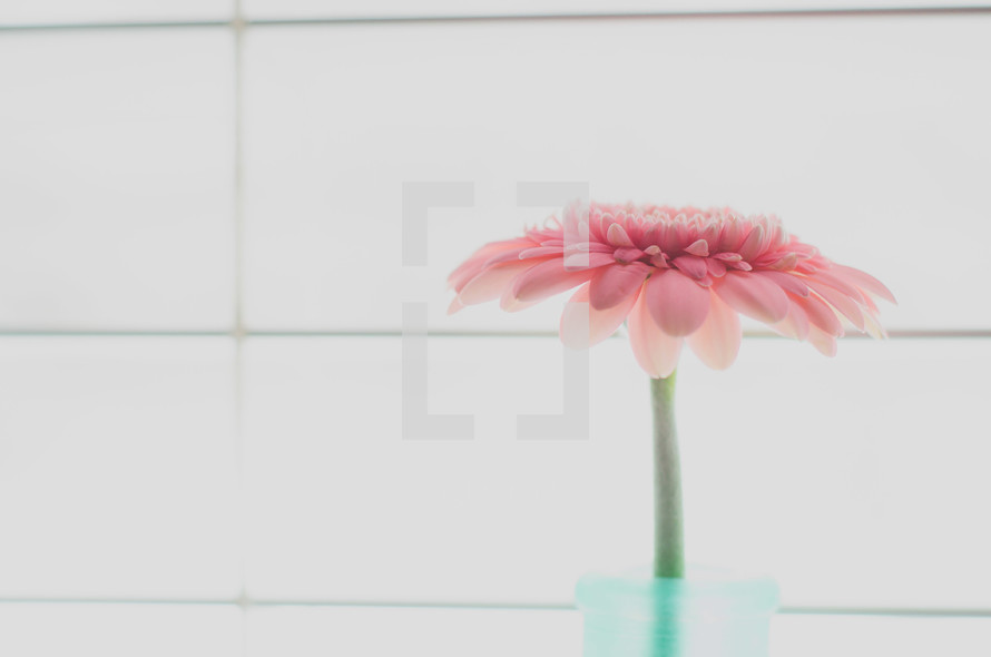 pink gerber daisy in a vase 