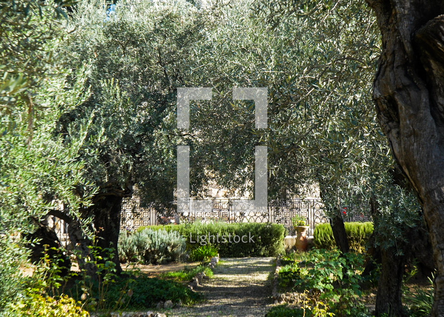Garden of Gethsemane in Jerusalem 