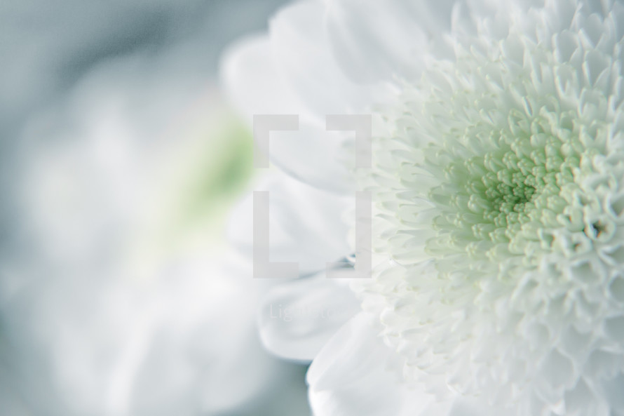 white carnations 