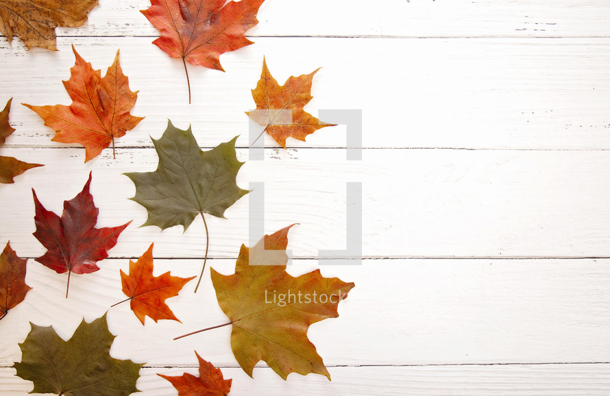 fall leaves on white wood background 