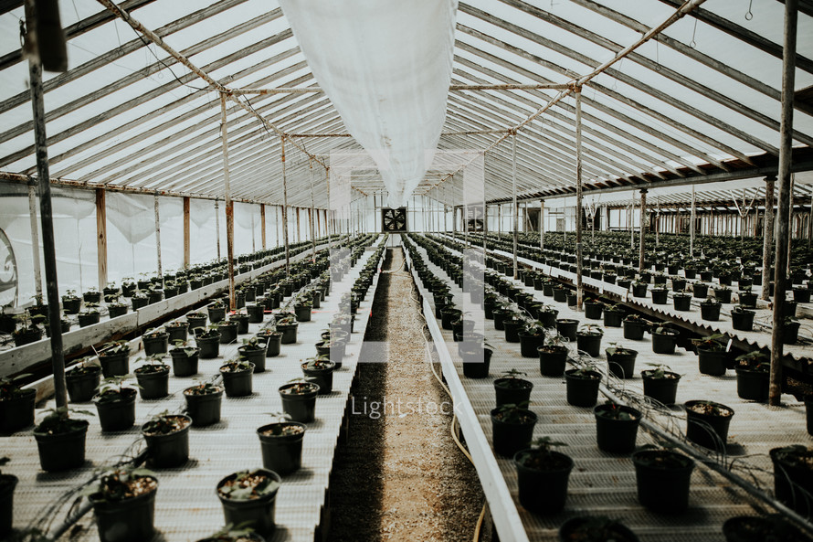 seedlings in a greenhouse 