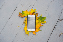 cellphone on fall leaves 