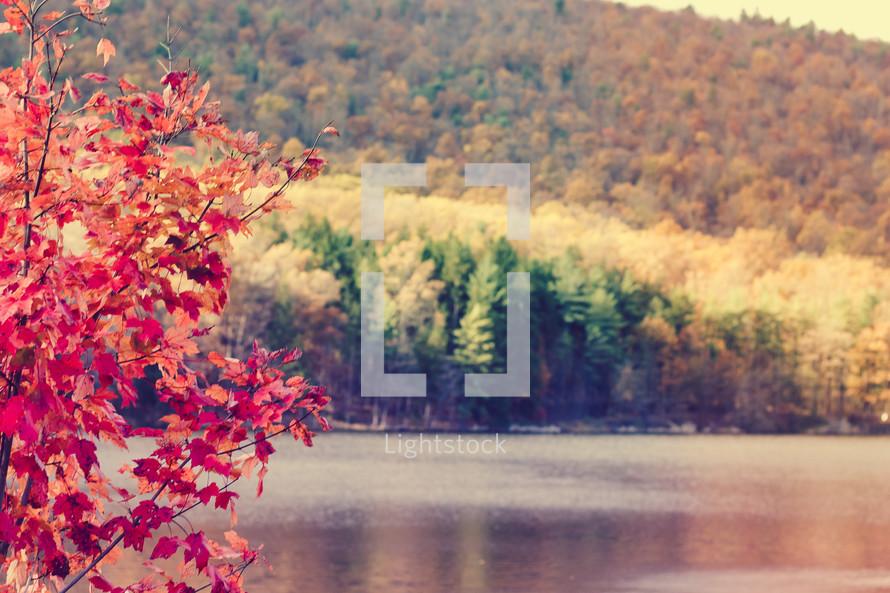 fall foliage along a lake shore 