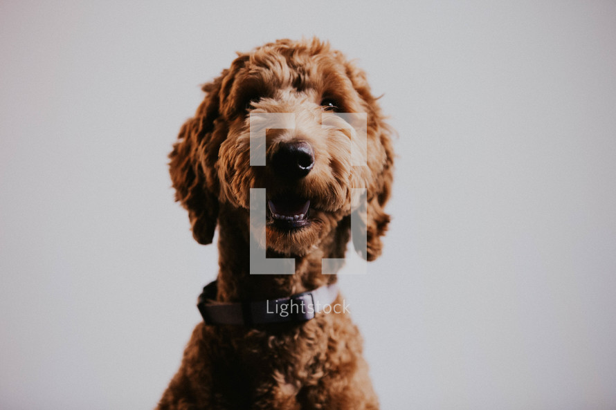 brown dog portrait 