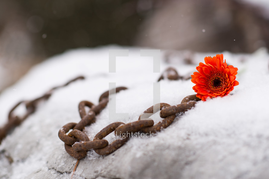 rusty chain and flower in snow 