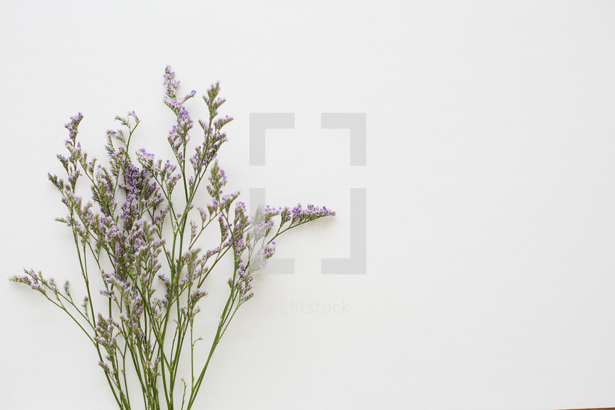 lavender flowers 