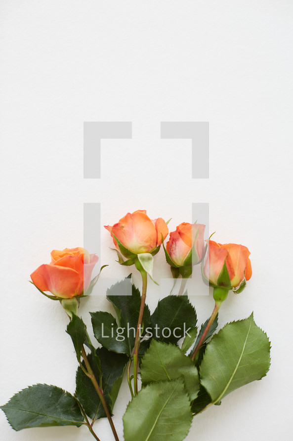 orange roses on a white background 
