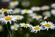 field of white daisies 
