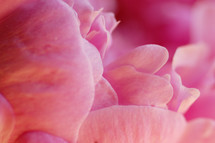 pink flower petals closeup 