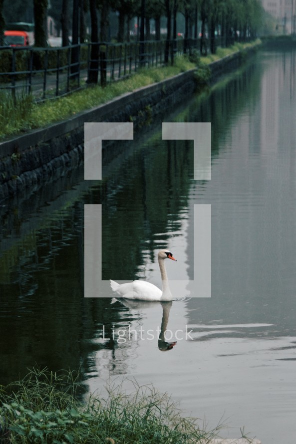 swan on a pond 