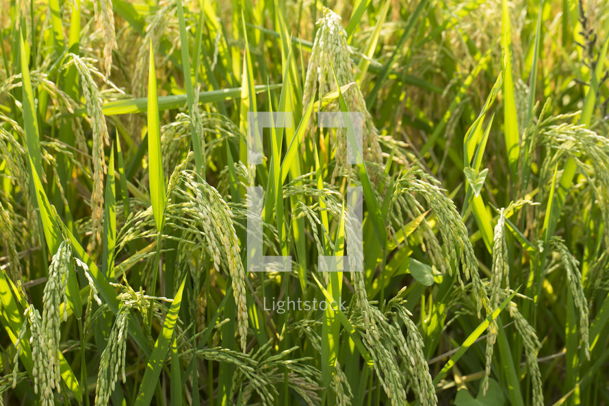 Rice Ready for Harvest in a Louisiana Field