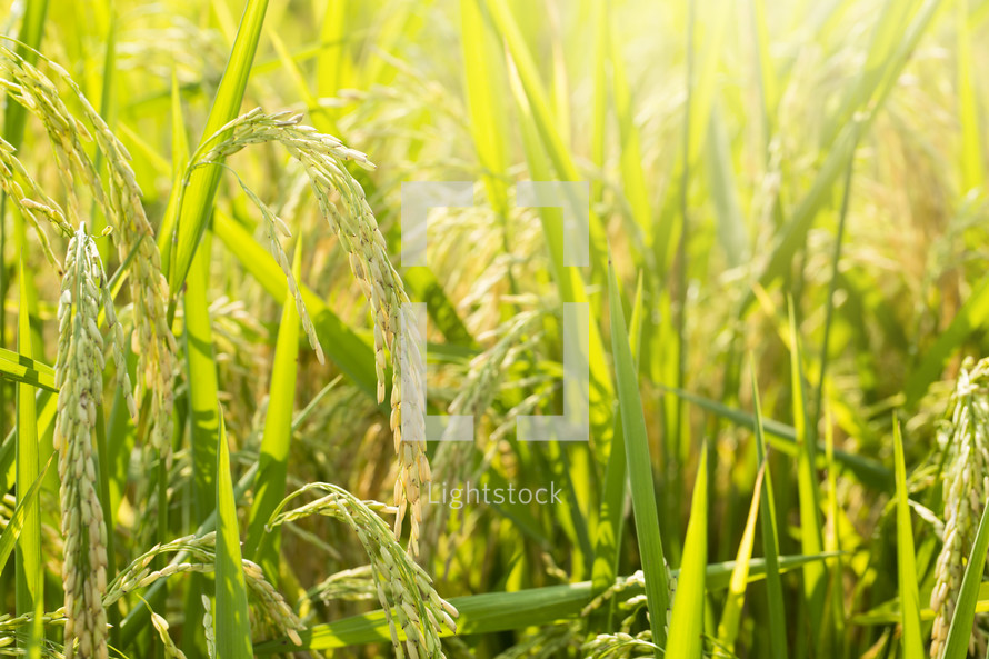 rice ready for harvest in a Louisiana field 